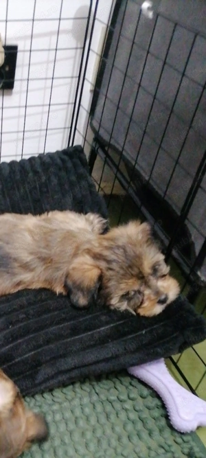 Bichon havanez 2 luni