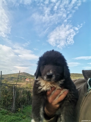 Ciobănesc de Bucovina  - imagine 10 Ciobănesc de Bucovina  - imagine 10