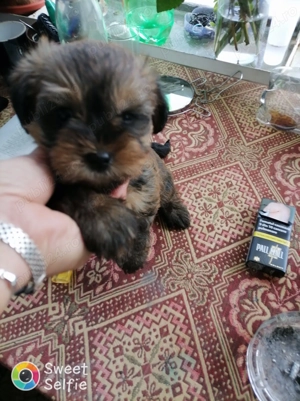 Bichon havanez 2 luni - imagine 3 Bichon havanez 2 luni - imagine 3