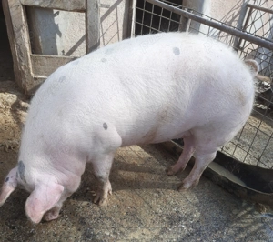 De vânzare  în  Valea Vinului, 2(doi) porci  - imagine 2