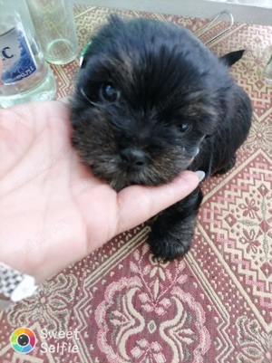 Bichon havanez 2 luni - imagine 4 Bichon havanez 2 luni - imagine 4