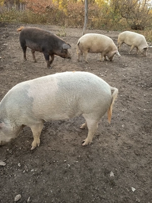 Vând porci pentru Crăciun  - imagine 5