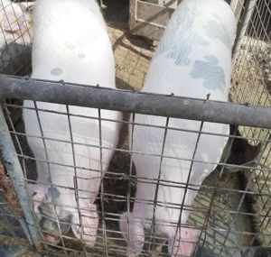 De vânzare  în  Valea Vinului, 2(doi) porci  - imagine 3