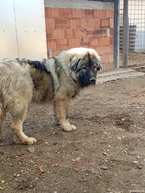 vând câini ciobănești caucazieni