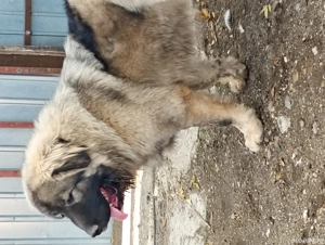 vând câini ciobănești caucazieni - imagine 2