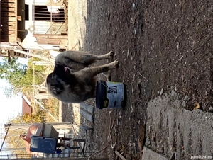 vând câini ciobănești caucazieni - imagine 5