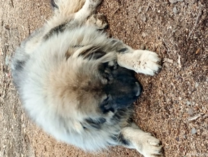 vând câini ciobănești caucazieni - imagine 4