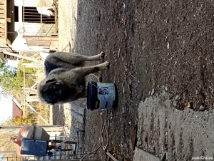 vând câini ciobănești caucazieni - imagine 3