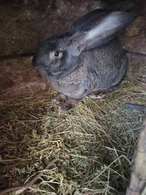 Mascul Uriaș German  - imagine 2