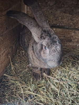 Mascul Uriaș German 