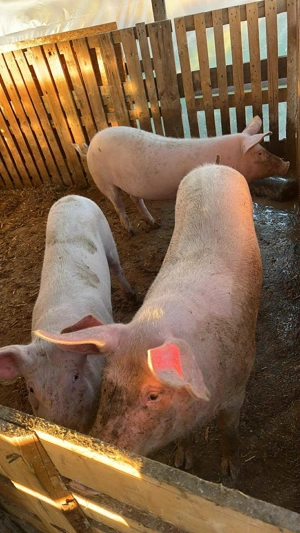 Vând porci grași  - imagine 2