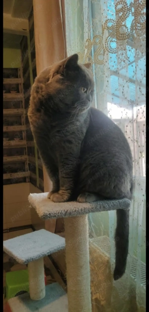 Motan british shorthair blue  - imagine 2