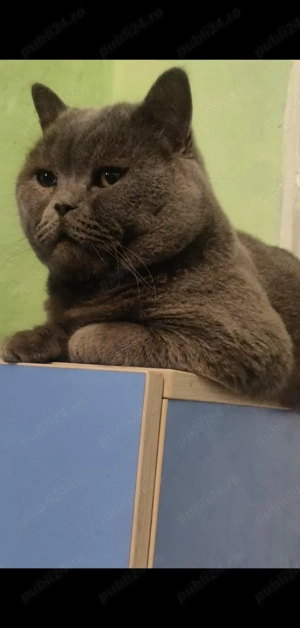 Motan british shorthair blue 
