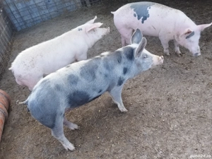 De vanzare porci - imagine 2 De vanzare porci - imagine 2