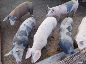 De vanzare porci