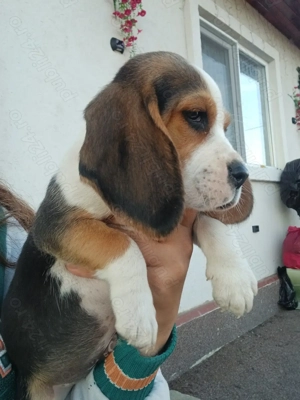 Vând pui de beagle 