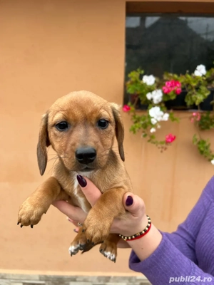 Teckeli metis! - imagine 2 Teckeli metis! - imagine 2