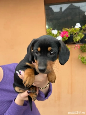 Teckeli metis! - imagine 5 Teckeli metis! - imagine 5