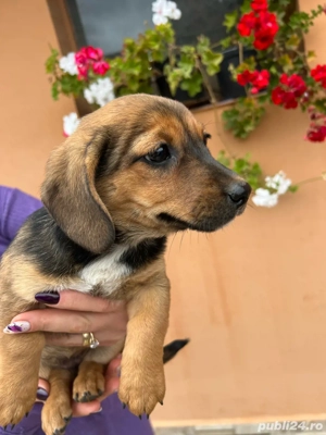 Teckeli metis! - imagine 4 Teckeli metis! - imagine 4