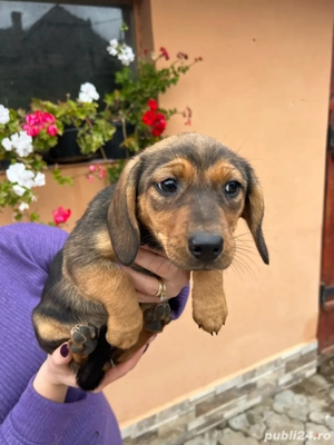 Teckeli metis! - imagine 3 Teckeli metis! - imagine 3