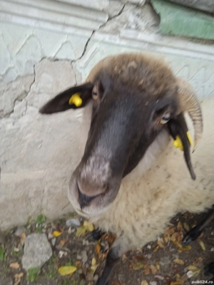 vand 11 oi de Prasila