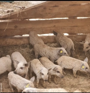 Purcei Mangalita  - imagine 3