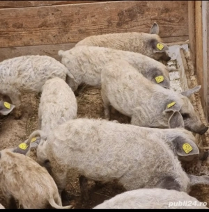 Purcei Mangalita  - imagine 2