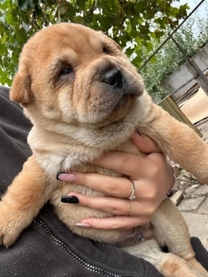 Căței rasa shar pei  - imagine 2 Căței rasa shar pei  - imagine 2