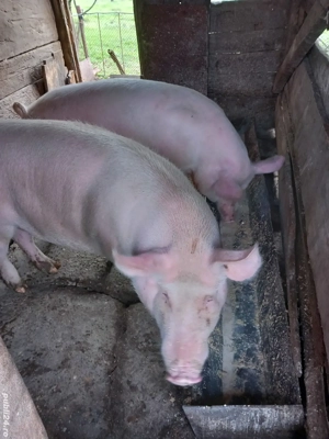 vând porc de crăciun 