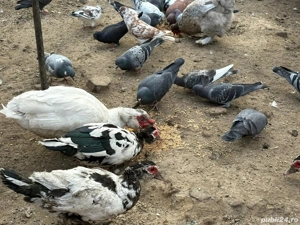 Rațe leșești - imagine 5