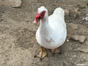 Rațe leșești - imagine 4