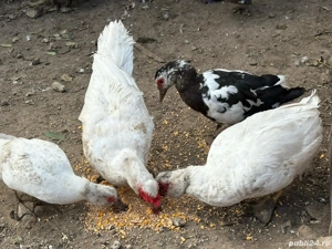 Rațe leșești - imagine 3