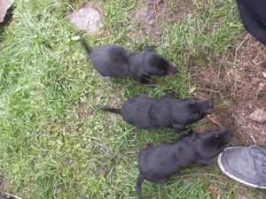 Jagdterrier de vânzare  - imagine 4 Jagdterrier de vânzare  - imagine 4