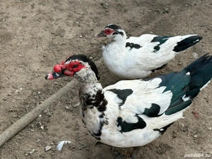 Rațe leșești - imagine 2