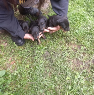 Jagdterrier de vânzare  - imagine 3 Jagdterrier de vânzare  - imagine 3