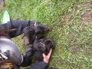 Jagdterrier de vânzare  - imagine 2 Jagdterrier de vânzare  - imagine 2