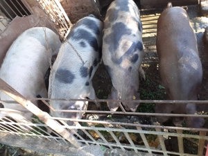 Porci de vanzare - imagine 3