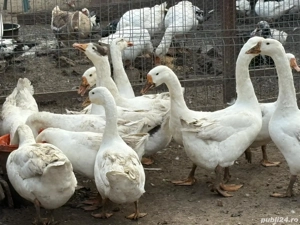 Gâște gâște - imagine 2 Gâște gâște - imagine 2