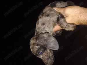 Teckel dornici de joacă