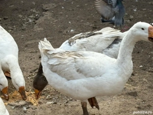 Gâște gâște - imagine 4 Gâște gâște - imagine 4