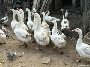 Gâște gâște - imagine 5 Gâște gâște - imagine 5
