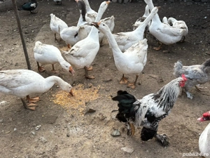 Gâște gâște - imagine 3 Gâște gâște - imagine 3