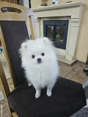 Pomeranian toy mascul - exemplar perfect - imagine 3