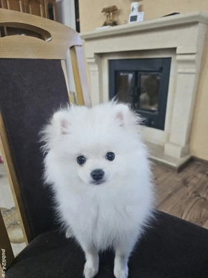 Pomeranian toy mascul - exemplar perfect - imagine 2