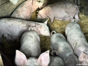 Purcei rasa Pietrain - imagine 3