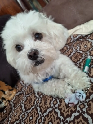 Ofer Bichon maltez  - imagine 2