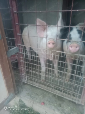 Vând porci !!! aproximativ 130 kg