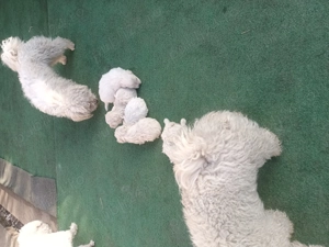 Bison maltez original detin ambi parinti