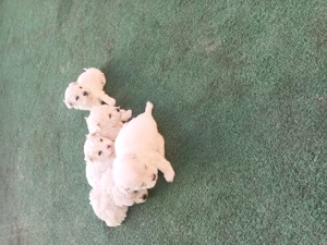 Bison maltez originali - imagine 5 Bison maltez originali - imagine 5