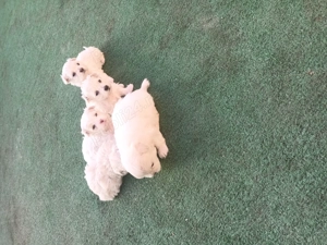 Bison maltez originali